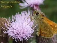 Foto: Groot dikkopje [Ochlodes sylvanus] Maashorst Schaijk  